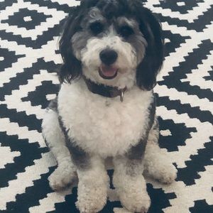 Meet your Posher, Sheila